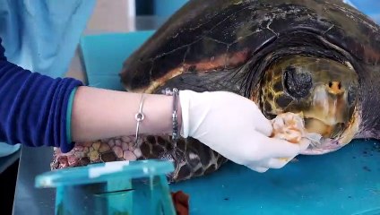 Tartaruga con cerchione bici attaccato, trasportata d'urgenza a Bari "difficile la sopravvivenza ma importante denunciare". Amputata una delle pinne