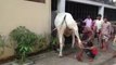 Animal reaction on people must watch & be careful for animels,cow reactions