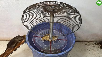 Bigest Mouse Trap Homemade works saving 10 Mice_/ Best Mouse Trap