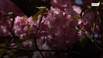 Visitors flock to Bonn for cherry blossom season