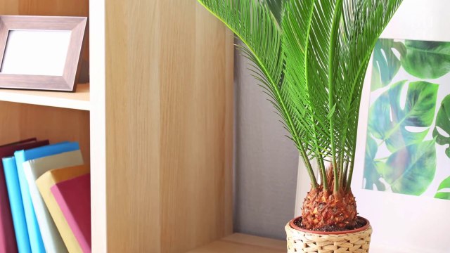 These 5 Houseplants Are Ridiculously Easy to Grow