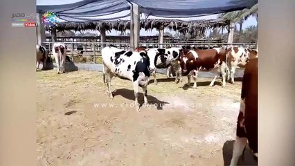 "الزراعة": تسهيلات بنكية للحصول على أبقار عشار أوروبى