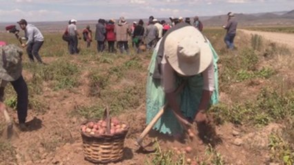 Las papas, la "columna vertebral" de los productores en el altiplano de Bolivia