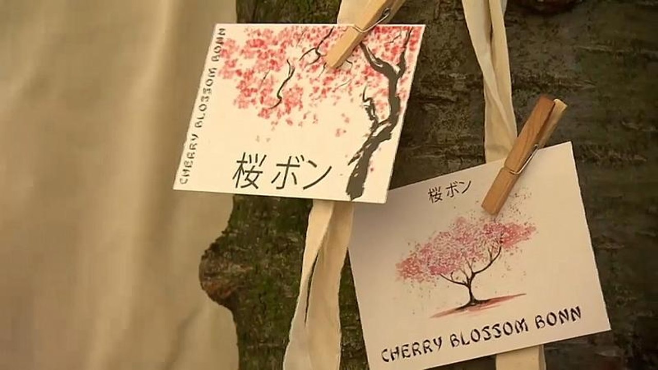 Kirschblüte in Bonn und Tokio