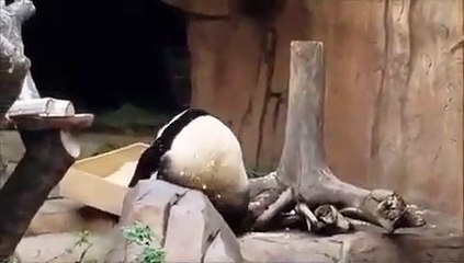 Un panda fait l'erreur de jouer avec sa litière !