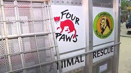 إخراج أكثر من أربعين حيوانا من حديقة في غزة تمهيدا لنقلها إلى الأردن