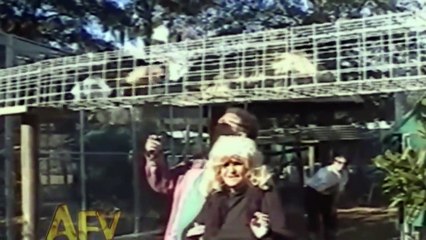 CAÍDAS GRACIOSAS DE ANIMALES