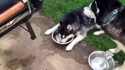 Download Video: Quand ton chien fait des bulles dans sa gamelle d'eau... Un vrai gamin