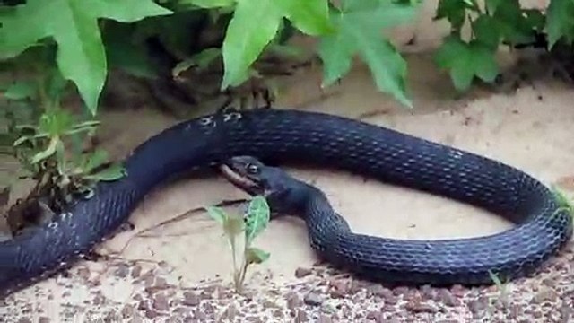 Ce serpent recrache son diner : un autre serpent qu'il a avalé vivant