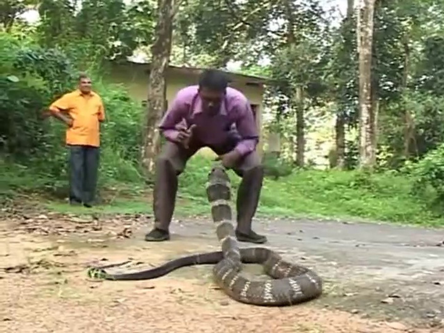 Il S Amuse Avec Son Cobra Royal Dangereux Video Dailymotion