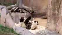 Ce panda joue avec sa litière et va vite le regretter...