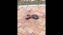 Cette tortue fait tout son possible pour remettre son ami sur ses pattes... belle preuve de solidarité