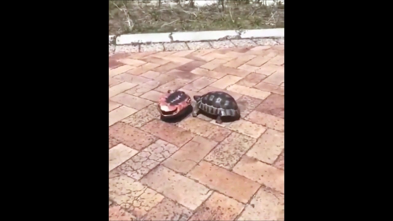 Cette tortue fait tout son possible pour remettre son ami sur ses pattes... belle preuve de solidarité
