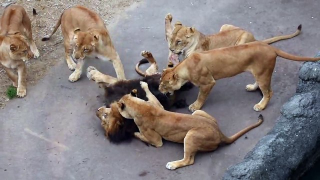 Ces lionnes montrent au lion qui est le patron