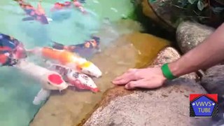Colourful Fishes ARE feeding by man in natural aquarium as such a good feeling must watch videos