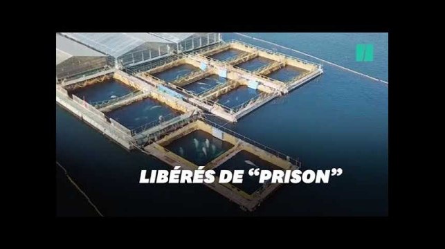 Cousteau obtient la libération de 100 cétacés en Russie