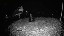 Storks Celebrate Laying First Egg