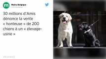 Dans la Marne, 30 Millions d’Amis dénonce la vente de 200 chiens à un « élevage-usine »