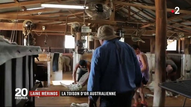 Laine Mérinos : l'or blanc de l'Australie