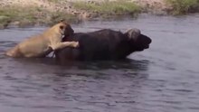 Leoas Caçando Búfalo, Gnu, Antílope... Na Água E Lama. TOP!