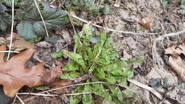 Ziola jadalne Marzec