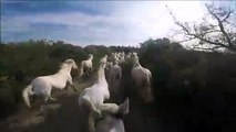 Un groupe de beaux chevaux blancs sauvages courant ensemble
