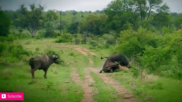 Deadliest Showdowns ¦ Zebra real fight