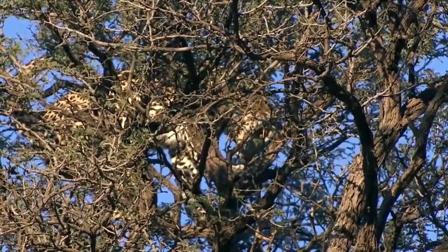 Lion vs bull Elephant Crocodile vs Elephant Lion attacks