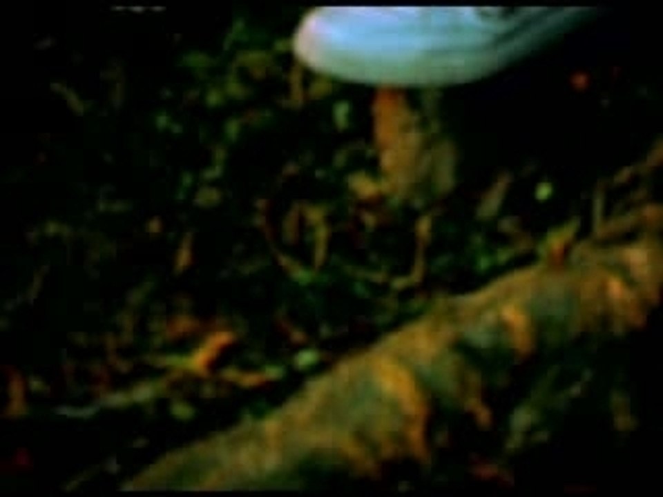 Daddy Morry - Ma femme Je L'aime [OmEga]