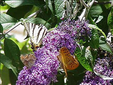 Girls in Hawaii * Bees and butterflies *