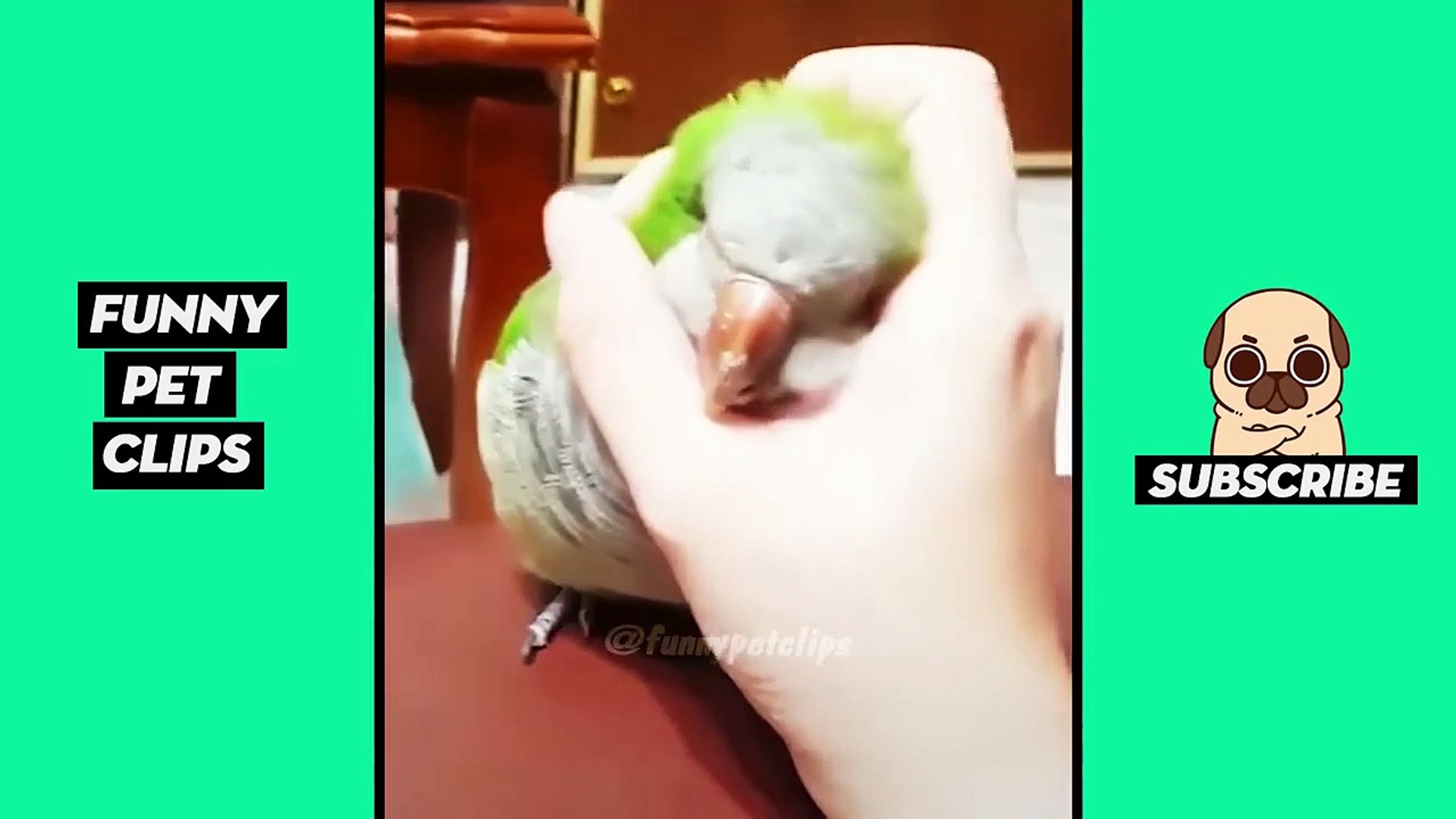 ⁣Funny Cute Animals: Tik Tok Pets #58