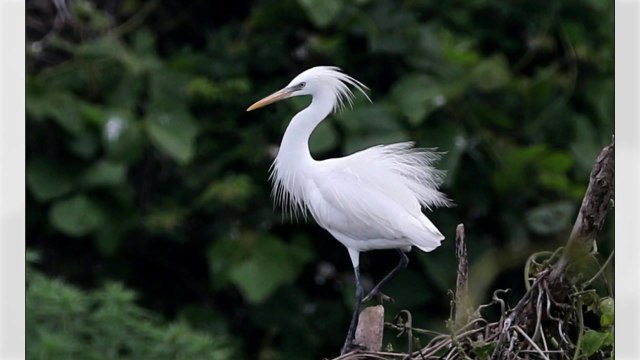 멸종위기 1급 노랑부리백로 백령도 번식 첫 확인 / YTN