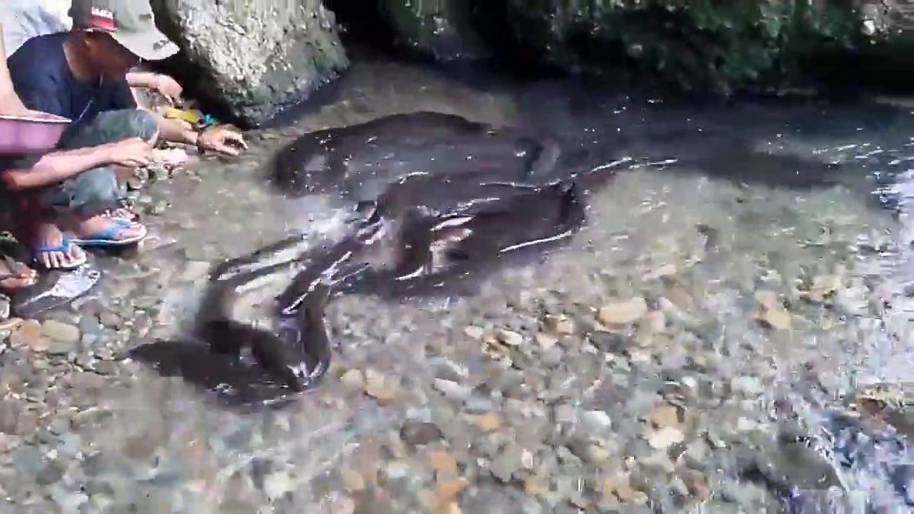 The Eel Fish .. giant eel from Indonesia