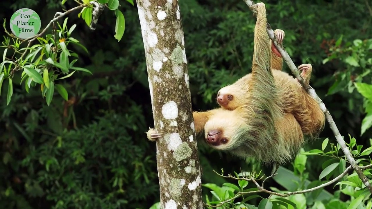 Ponts suspendus Arenal, Mistico - Volcan Arenal / La Fortuna, Costa Rica