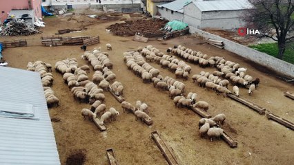 Koyun ve kuzuların buluşması havadan görüntülendi