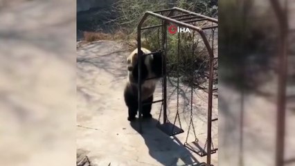 - Dans eden ayı görenleri gülümsetti