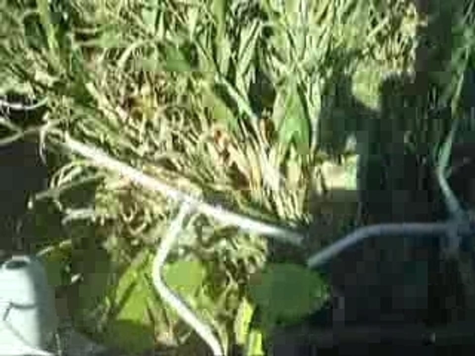ENSILAGE 2007