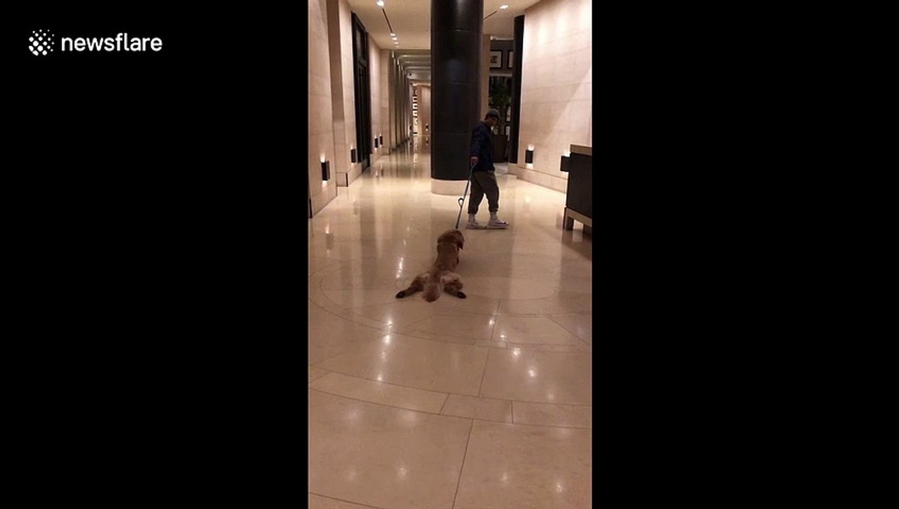 Lazy dog doesn't want to walk and has to be dragged by owner
