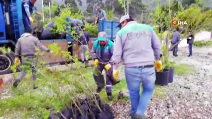 Akbük sahilinde kesilen ağaçların yerine getirilen fidanlar toprakla buluştu