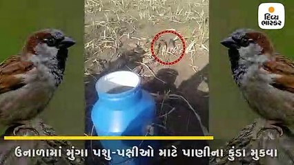 ઉનાળાના કાળઝાળ તાપમાં ચકલાઓ માટે આટલું કરો