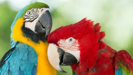 La alimentación de los loros