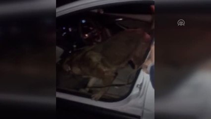 Niğde'de Uyuşturucu Operasyonu: 4 Gözaltı