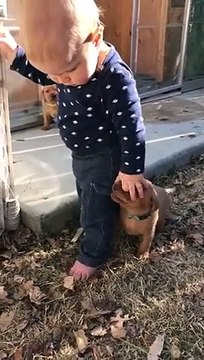 Trop mignon ce bébé joue avec des chiots !