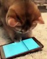 Jeu pour chat sur iPhone ? ce chat s'en fout LOL