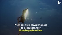 Can Science Control Mosquitoes With Dubstep Music?