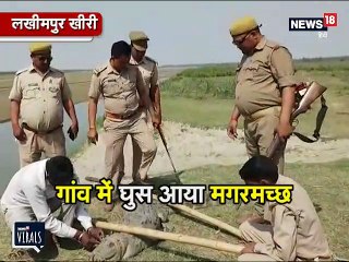 VIDEO: गांव में घुस आया मगरमच्छ, ऐसे मच गया हड़कंप
