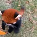 Un splendide panda roux fait tout pour avoir un câlin. Vous allez fondre !