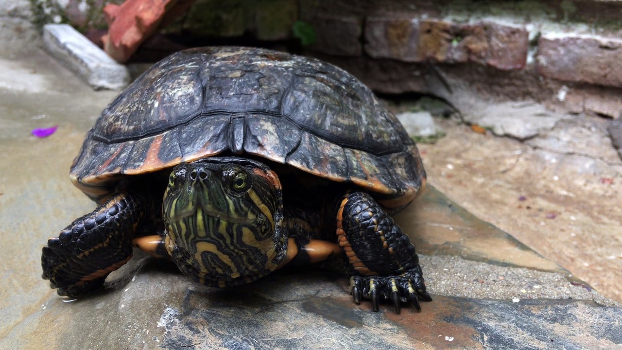 Turtle