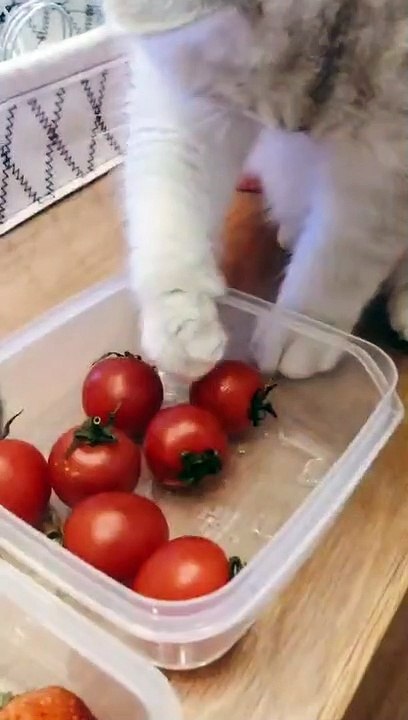 I want to eat the tomato.