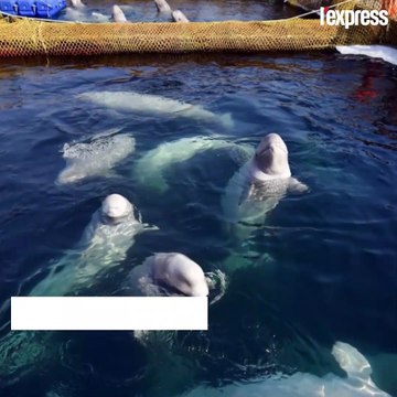 La Russie promet de libérer des dizaines d'orques et bélugas